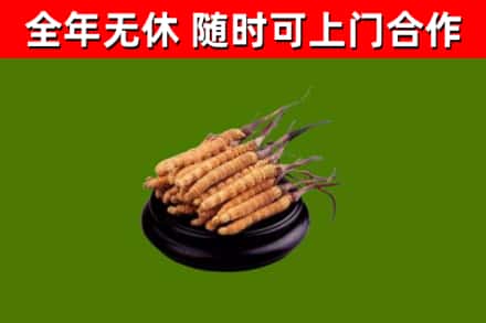 山亭回收冬虫夏草